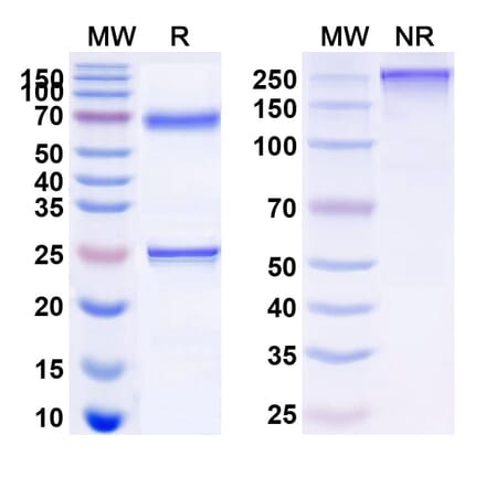 SDS-PAGE - Epratuzumab Biosimilar - Anti-CD22 Antibody - BSA and Azide free (A340580) - Antibodies.com