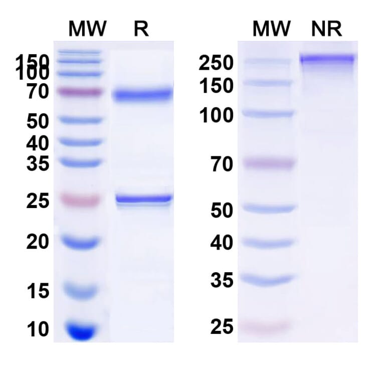 SDS-PAGE - Epratuzumab Biosimilar - Anti-CD22 Antibody - BSA and Azide free (A340580) - Antibodies.com
