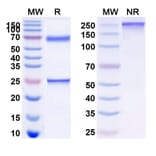 SDS-PAGE - Epratuzumab Biosimilar - Anti-CD22 Antibody - BSA and Azide free (A340580) - Antibodies.com