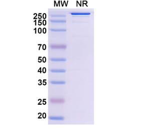 SDS-PAGE - Abiprubart Biosimilar - Anti-CD40 Antibody - BSA and Azide free (A340583) - Antibodies.com