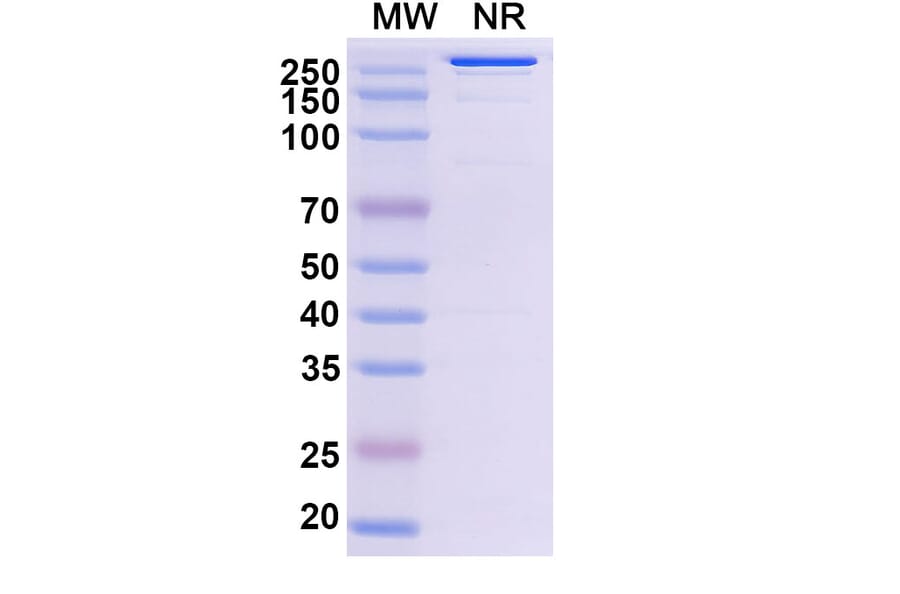 SDS-PAGE - Abiprubart Biosimilar - Anti-CD40 Antibody - BSA and Azide free (A340583) - Antibodies.com