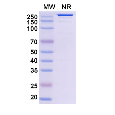 SDS-PAGE - Abiprubart Biosimilar - Anti-CD40 Antibody - BSA and Azide free (A340583) - Antibodies.com