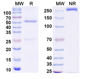 SDS-PAGE - Alextatug Biosimilar - Anti-PABP Antibody - BSA and Azide free (A340584) - Antibodies.com