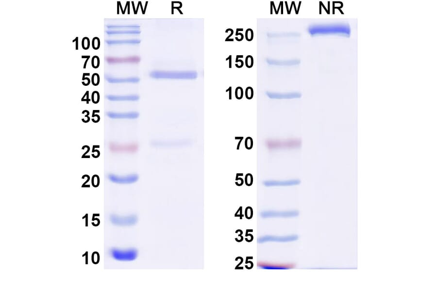 SDS-PAGE - Alextatug Biosimilar - Anti-PABP Antibody - BSA and Azide free (A340584) - Antibodies.com