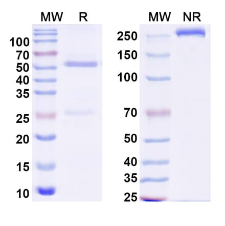 SDS-PAGE - Alextatug Biosimilar - Anti-PABP Antibody - BSA and Azide free (A340584) - Antibodies.com