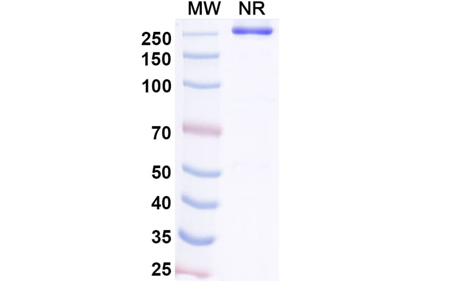 SDS-PAGE - Bezetabart Biosimilar - Anti-CD74 Antibody - BSA and Azide free (A340585) - Antibodies.com