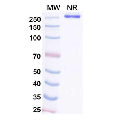 SDS-PAGE - Bezetabart Biosimilar - Anti-CD74 Antibody - BSA and Azide free (A340585) - Antibodies.com
