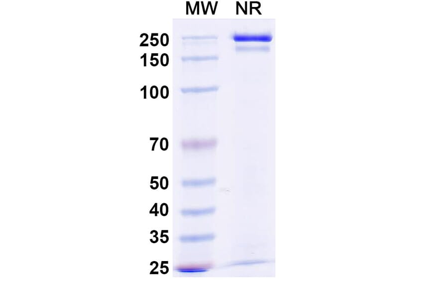 SDS-PAGE - Budoprutug Biosimilar - Anti-CD19 Antibody - BSA and Azide free (A340586) - Antibodies.com