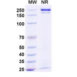 SDS-PAGE - Budoprutug Biosimilar - Anti-CD19 Antibody - BSA and Azide free (A340586) - Antibodies.com