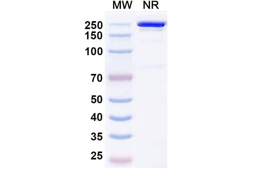 SDS-PAGE - Budoprutug Biosimilar - Anti-CD19 Antibody - BSA and Azide free (A340586) - Antibodies.com
