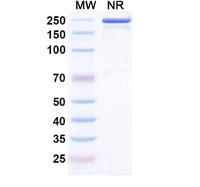 SDS-PAGE - Cepeprubart Biosimilar - Anti-PSGL 1 Antibody - BSA and Azide free (A340588) - Antibodies.com
