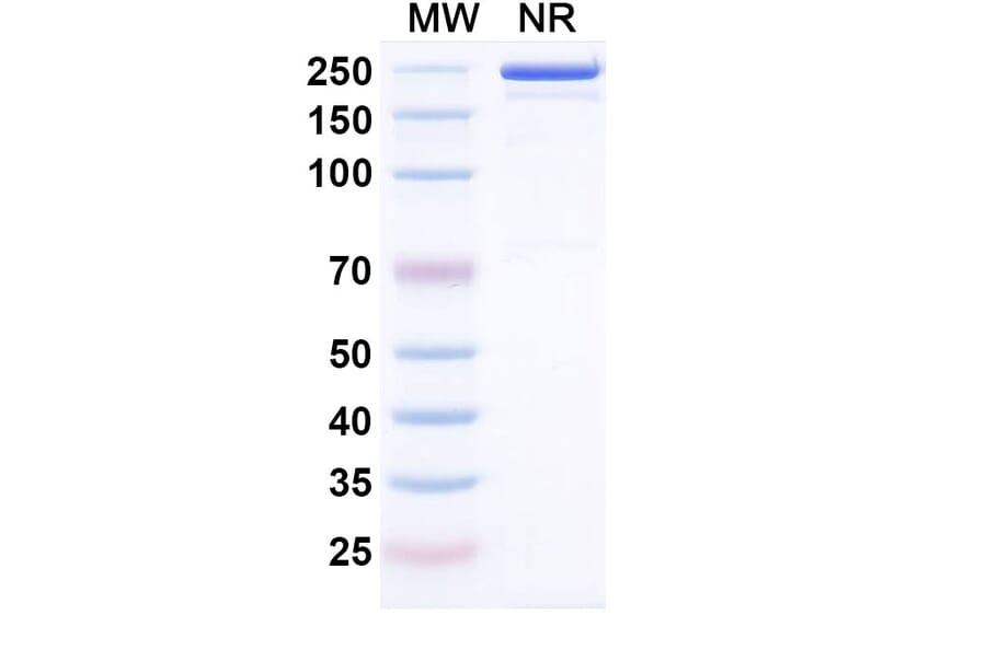 SDS-PAGE - Cepeprubart Biosimilar - Anti-PSGL 1 Antibody - BSA and Azide free (A340588) - Antibodies.com