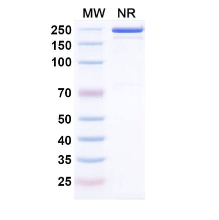 SDS-PAGE - Cepeprubart Biosimilar - Anti-PSGL 1 Antibody - BSA and Azide free (A340588) - Antibodies.com