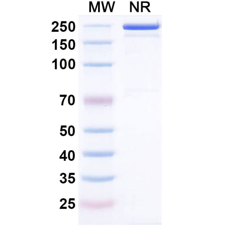 SDS-PAGE - Cepeprubart Biosimilar - Anti-PSGL 1 Antibody - BSA and Azide free (A340588) - Antibodies.com