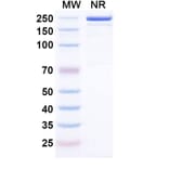SDS-PAGE - Cepeprubart Biosimilar - Anti-PSGL 1 Antibody - BSA and Azide free (A340588) - Antibodies.com