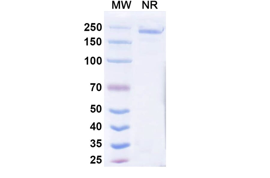 SDS-PAGE - Cepeprubart Biosimilar - Anti-PSGL 1 Antibody - BSA and Azide free (A340588) - Antibodies.com