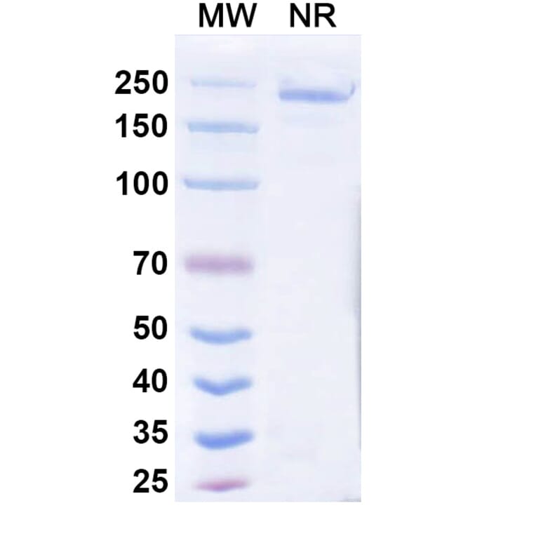 SDS-PAGE - Cepeprubart Biosimilar - Anti-PSGL 1 Antibody - BSA and Azide free (A340588) - Antibodies.com