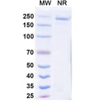 SDS-PAGE - Cepeprubart Biosimilar - Anti-PSGL 1 Antibody - BSA and Azide free (A340588) - Antibodies.com