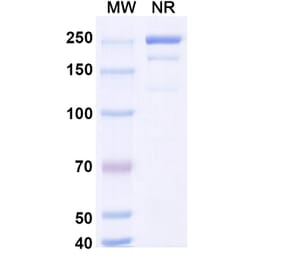 SDS-PAGE - Coramitug Biosimilar - Anti-ATTR Antibody - BSA and Azide free (A340589) - Antibodies.com