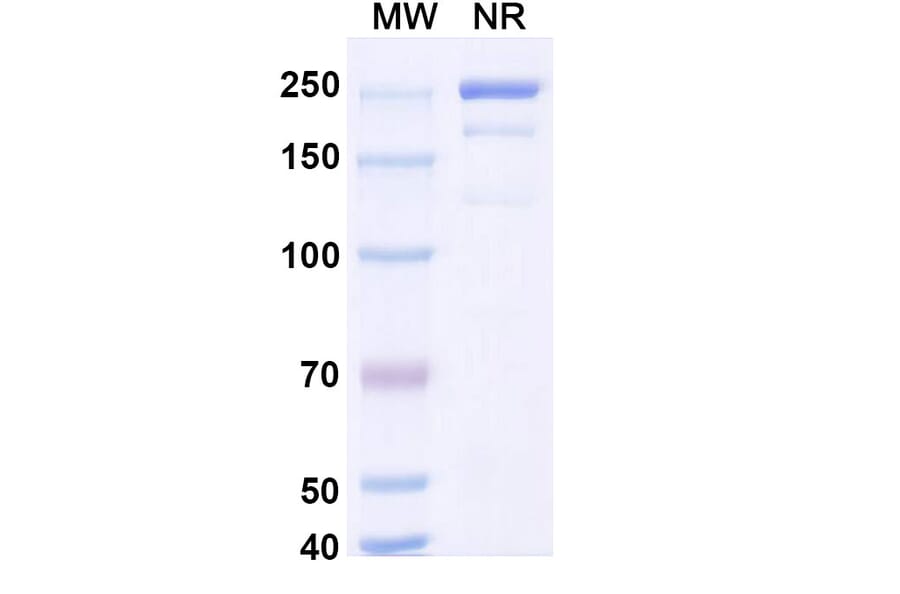 SDS-PAGE - Coramitug Biosimilar - Anti-ATTR Antibody - BSA and Azide free (A340589) - Antibodies.com
