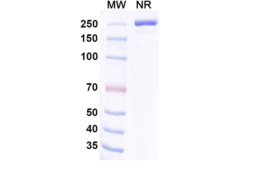SDS-PAGE - Coramitug Biosimilar - Anti-ATTR Antibody - BSA and Azide free (A340589) - Antibodies.com