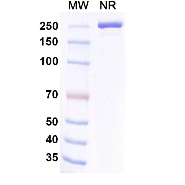 SDS-PAGE - Coramitug Biosimilar - Anti-ATTR Antibody - BSA and Azide free (A340589) - Antibodies.com