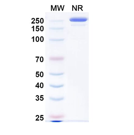 SDS-PAGE - Evalstotug Biosimilar - Anti-CTLA-4 Antibody - BSA and Azide free (A340593) - Antibodies.com