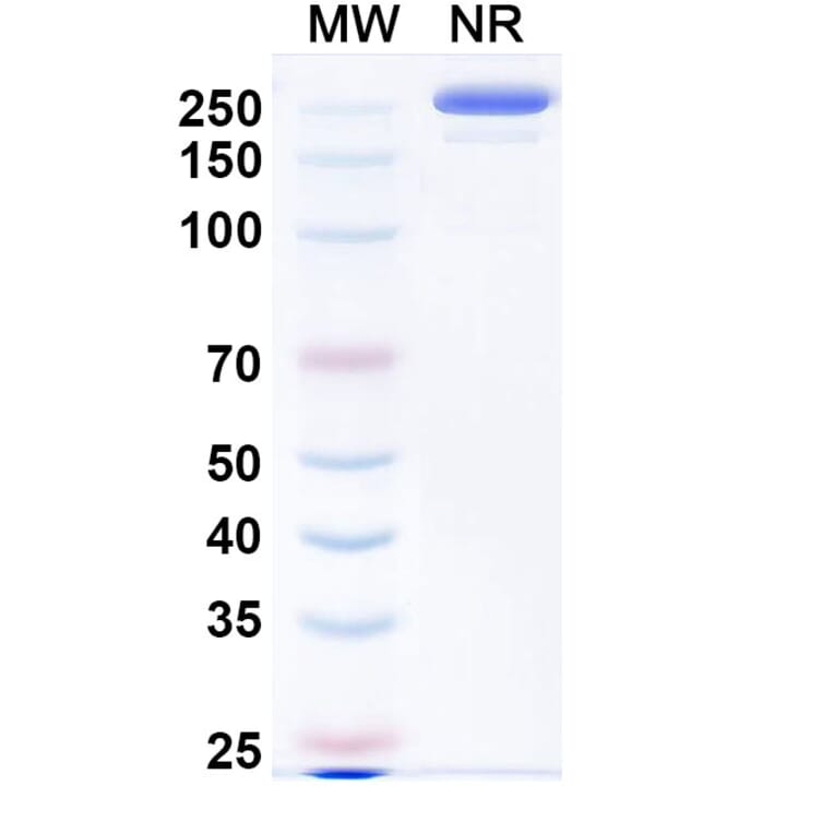 SDS-PAGE - Evalstotug Biosimilar - Anti-CTLA-4 Antibody - BSA and Azide free (A340593) - Antibodies.com