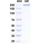 SDS-PAGE - Evalstotug Biosimilar - Anti-CTLA-4 Antibody - BSA and Azide free (A340593) - Antibodies.com