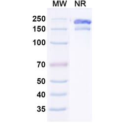 SDS-PAGE - Gruticibart Biosimilar - Anti-Factor XI Antibody - BSA and Azide free (A340597) - Antibodies.com