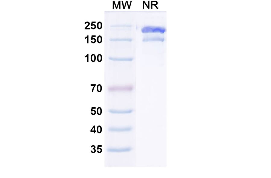 SDS-PAGE - Gruticibart Biosimilar - Anti-Factor XI Antibody - BSA and Azide free (A340597) - Antibodies.com