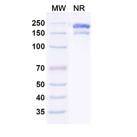 SDS-PAGE - Gruticibart Biosimilar - Anti-Factor XI Antibody - BSA and Azide free (A340597) - Antibodies.com