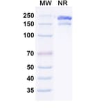 SDS-PAGE - Gruticibart Biosimilar - Anti-Factor XI Antibody - BSA and Azide free (A340597) - Antibodies.com
