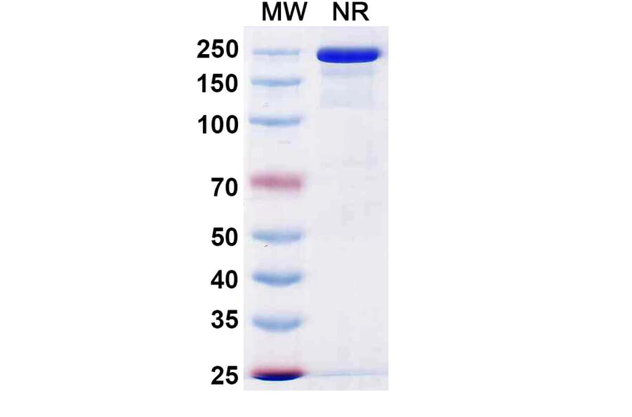 SDS-PAGE - Gruticibart Biosimilar - Anti-Factor XI Antibody - BSA and Azide free (A340597) - Antibodies.com