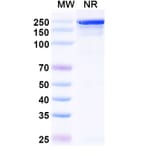 SDS-PAGE - Izastobart Biosimilar - Anti-C5aR Antibody - BSA and Azide free (A340599) - Antibodies.com