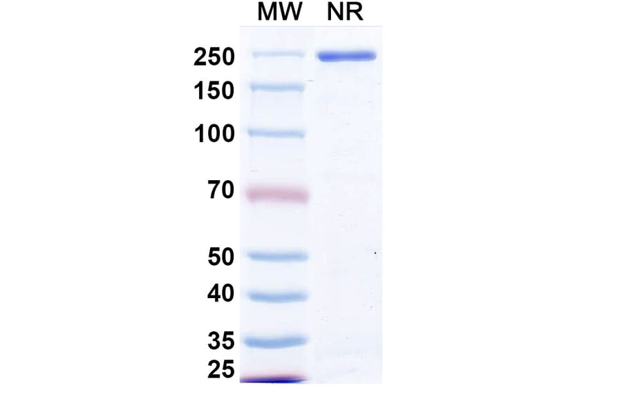 SDS-PAGE - Izastobart Biosimilar - Anti-C5aR Antibody - BSA and Azide free (A340599) - Antibodies.com