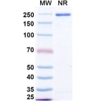 SDS-PAGE - Izastobart Biosimilar - Anti-C5aR Antibody - BSA and Azide free (A340599) - Antibodies.com