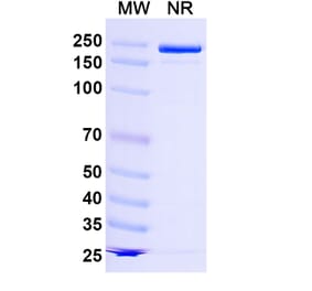 SDS-PAGE - Lancastotug Biosimilar - Anti-TIGIT Antibody - BSA and Azide free (A340600) - Antibodies.com