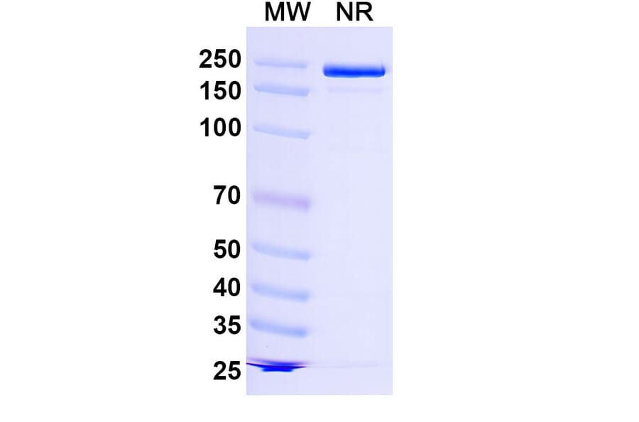 SDS-PAGE - Lancastotug Biosimilar - Anti-TIGIT Antibody - BSA and Azide free (A340600) - Antibodies.com