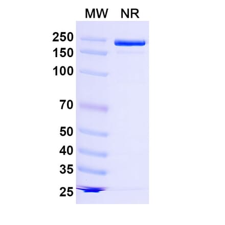 SDS-PAGE - Lancastotug Biosimilar - Anti-TIGIT Antibody - BSA and Azide free (A340600) - Antibodies.com