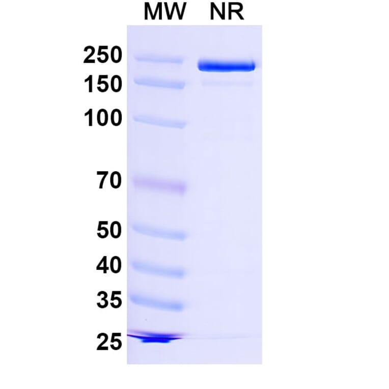 SDS-PAGE - Lancastotug Biosimilar - Anti-TIGIT Antibody - BSA and Azide free (A340600) - Antibodies.com