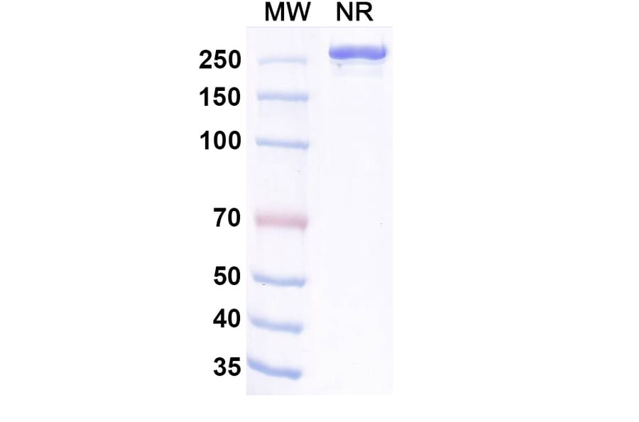 SDS-PAGE - Lancastotug Biosimilar - Anti-TIGIT Antibody - BSA and Azide free (A340600) - Antibodies.com