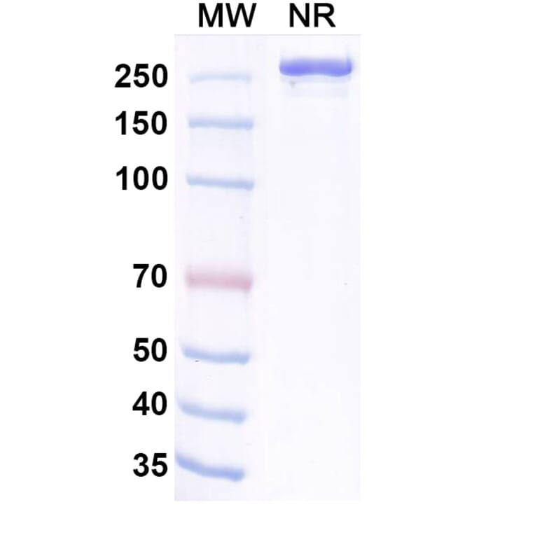 SDS-PAGE - Lancastotug Biosimilar - Anti-TIGIT Antibody - BSA and Azide free (A340600) - Antibodies.com