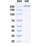 SDS-PAGE - Lumrotatug Biosimilar - Anti-CD38 Antibody - BSA and Azide free (A340601) - Antibodies.com