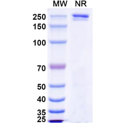 SDS-PAGE - Luvagrobart Biosimilar - Anti-NGF Antibody - BSA and Azide free (A340603) - Antibodies.com