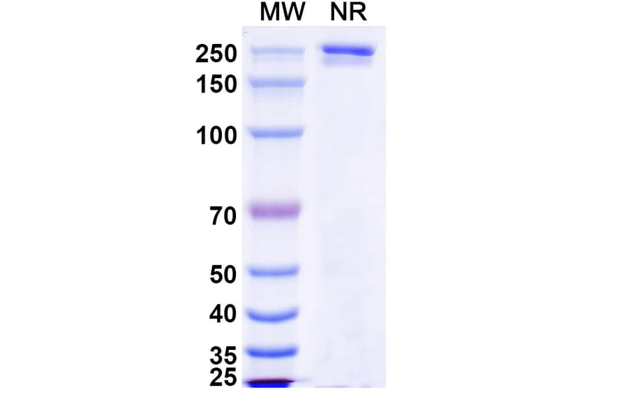 SDS-PAGE - Luvagrobart Biosimilar - Anti-NGF Antibody - BSA and Azide free (A340603) - Antibodies.com