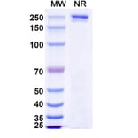 SDS-PAGE - Luvagrobart Biosimilar - Anti-NGF Antibody - BSA and Azide free (A340603) - Antibodies.com