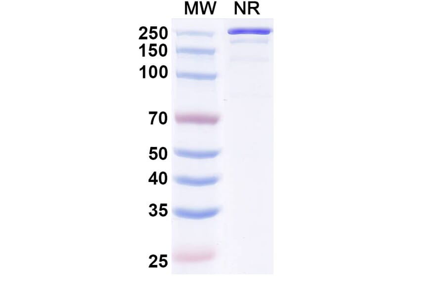 SDS-PAGE - Luvagrobart Biosimilar - Anti-NGF Antibody - BSA and Azide free (A340603) - Antibodies.com