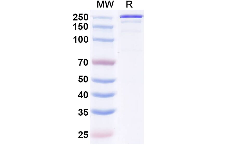 SDS-PAGE - Luvagrobart Biosimilar - Anti-NGF Antibody - BSA and Azide free (A340603) - Antibodies.com