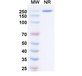 SDS-PAGE - Negalstobart Biosimilar - Anti-LAG 3 Antibody - BSA and Azide free (A340604) - Antibodies.com